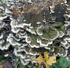 Auricularia mesenterica