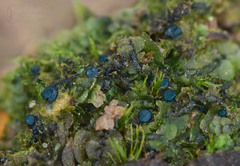 Mniaecia jungermanniae