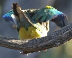 Psephotus varius