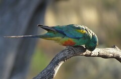Psephotus varius