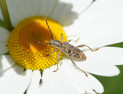 Pempsamacra dispersa