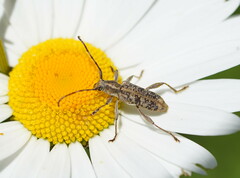 Pempsamacra dispersa