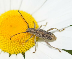 Pempsamacra dispersa