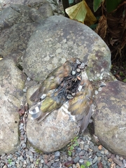 Chrysococcyx lucidus