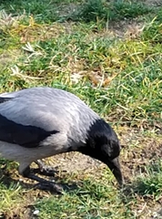 Corvus cornix
