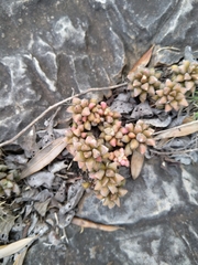 Anacampseros subnuda subnuda