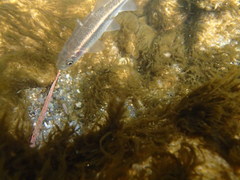 Squalius alburnoides