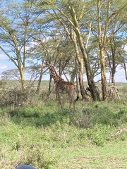 Giraffa camelopardalis