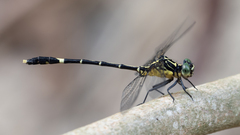 Austrogomphus prasinus
