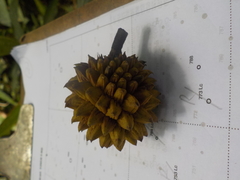 Duguetia