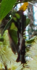 Graphium macleayanus