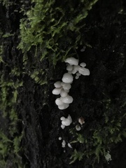 Scytinotus longinquus