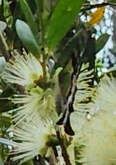 Graphium macleayanus