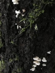 Scytinotus longinquus