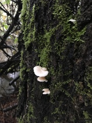 Scytinotus longinquus