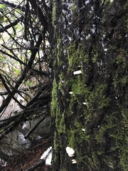 Scytinotus longinquus