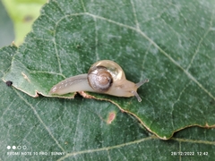 Helicarion perfragilis