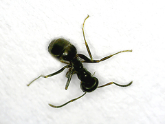 Lasius