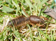 Gryllotalpa australis