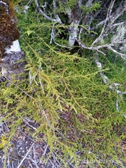 Lepidothamnus laxifolius