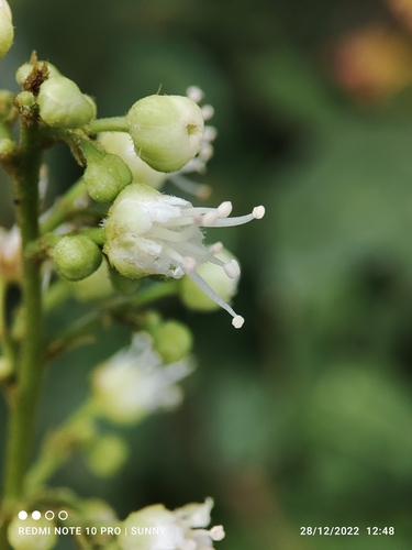 Guioa pleuropteris observed 2022-12-28