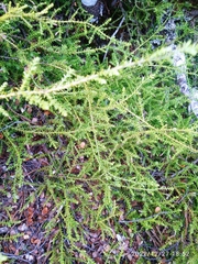 Lepidothamnus laxifolius