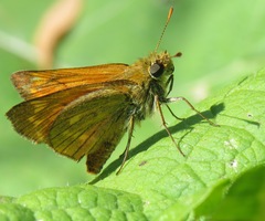 Ochlodes sylvanus