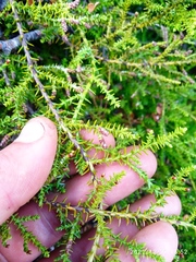 Lepidothamnus laxifolius