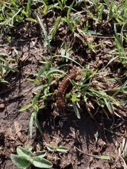 Myriapoda