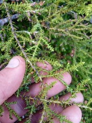 Lepidothamnus laxifolius