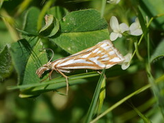 Hednota pleniferellus