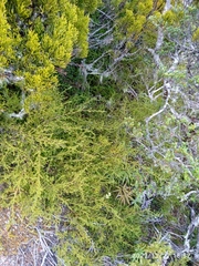 Lepidothamnus laxifolius