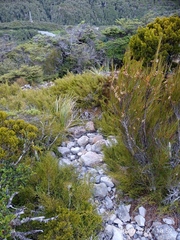 Lepidothamnus laxifolius