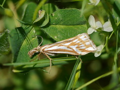 Hednota pleniferellus