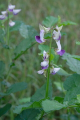 Crotalaria verrucosa