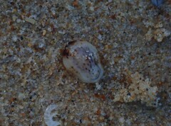 Patelloida latistrigata