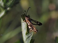 Pyropteron triannuliformis