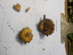 Duguetia