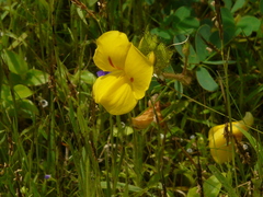Smithia hirsuta