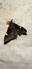 Nataxa flavescens