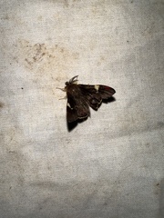 Nataxa flavescens