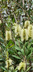 Melaleuca pallida
