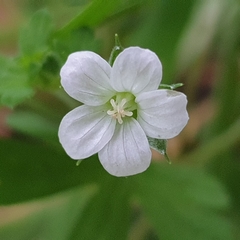 Geranium potentilloides