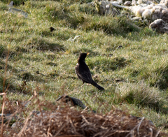 Turdus torquatus