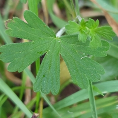 Geranium potentilloides