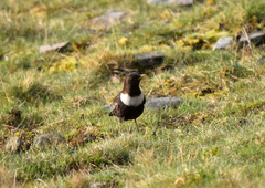 Turdus torquatus