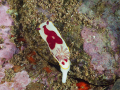 Goniobranchus splendidus