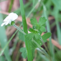 Geranium potentilloides