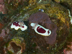 Goniobranchus splendidus