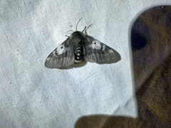 Nataxa flavescens